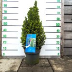  Smrek biely (Picea glauca) ´PERFECTA´ – výška 60-80 cm, kont. C5L